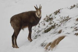 An isolated chamois deer in the snow background photo