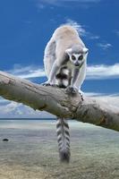 Isolated Lemur Monkey on madagascar background photo