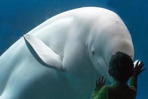 Beluga whale white dolphin meet a children photo