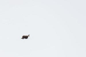 An isolated chamois deer in the snow background photo