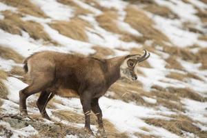 An isolated chamois deer in the snow background photo