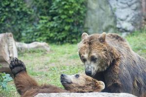 Two Black grizzly bears while fighting photo