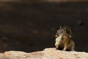 Chipmunk squirrel while eating photo