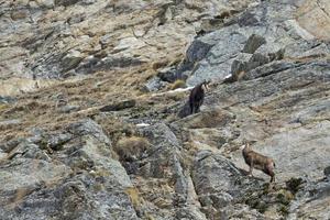 Chamois deer in the rocks background photo
