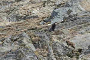 ciervo gamuza en el fondo de las rocas foto