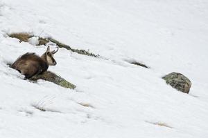 Chamois deer in the snow background photo