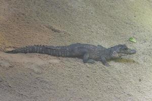 joven caimán cocodrilo cerca arriba retrato foto