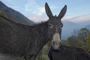 Donkey close up portrait photo