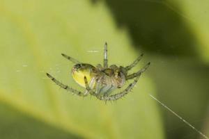 A yellow spirder hanging on its web photo