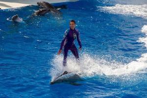 SAN DIEGO, USA - NOVEMBER, 15 2015 - The dolphin show at Sea World photo