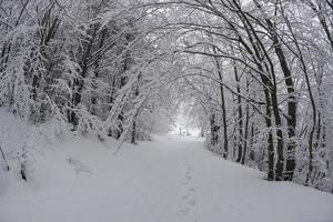 Tree branches covered by snow in winter photo