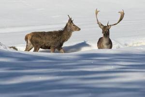 Deer on the snow background photo