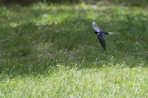 A swallow flying over green grass background photo