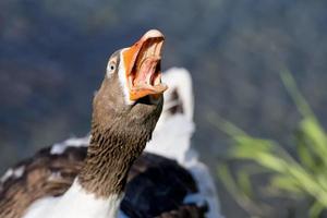 Goose isolated close up portrait photo