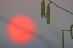 lleno Talla rojo Dom a puesta de sol terminado verde ramas foto