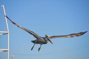 Pelican while flying photo