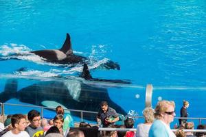 SAN DIEGO, USA - NOVEMBER, 15 2015 - The killer whale show at Sea World photo