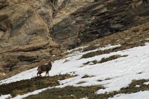 Chamois deer in the rocks background photo