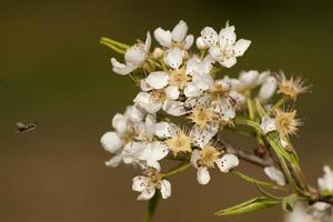 A bee flying to pear flowers photo