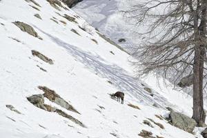 Chamois deer in the snow background photo