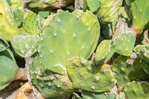 baja california cactus close up photo