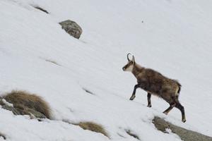 Chamois deer in the snow background photo