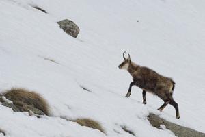 ciervo gamuza en el fondo de la nieve foto