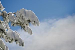 Tree branches covered by snow in winter photo