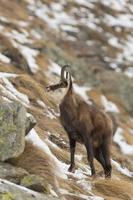 An isolated chamois deer in the snow background photo