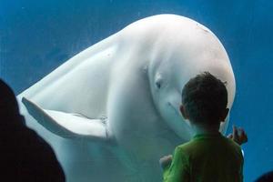 Beluga whale white dolphin meet a children photo