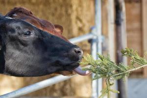 Cow portrait while licking photo