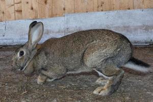 Rabbit close up portrait photo