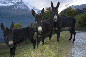 Donkey close up portrait photo