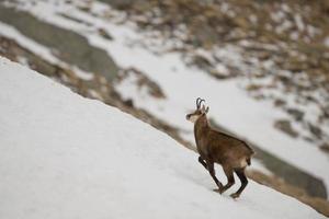 An isolated chamois deer in the snow background photo