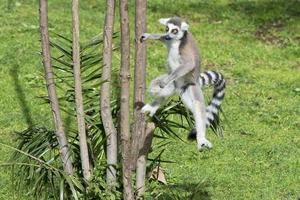 lemur monkey while jumping photo