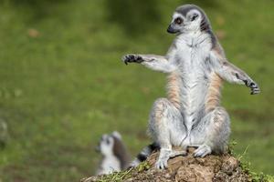 lemur monkey while spreading arms to the sun photo