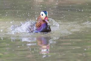 Isolated mandarin duck  on the green water background photo