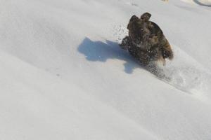 A dog while playing in the snow photo