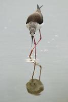 Isolated  black-winged stilt looking at you photo