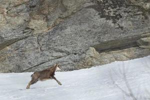 Chamois deer in the snow background photo