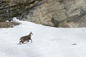 Chamois deer in the snow background photo