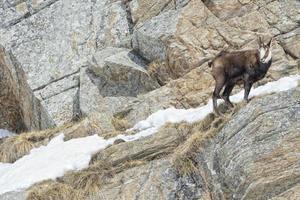 Chamois deer in the rocks background photo