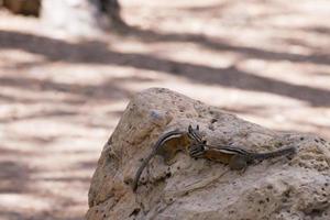 Chipmunk squirrel while playing photo