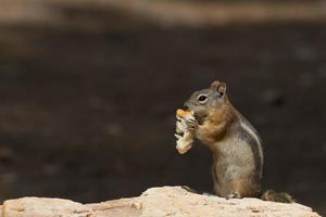 Chipmunk squirrel while eating photo