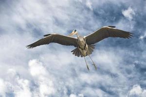 A blue black heron photo