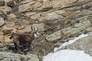 Chamois deer in the rocks background photo