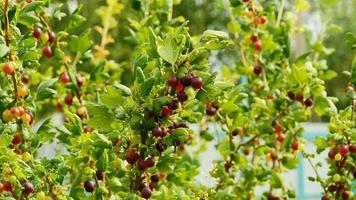 red ripe gooseberries ripen on branches video