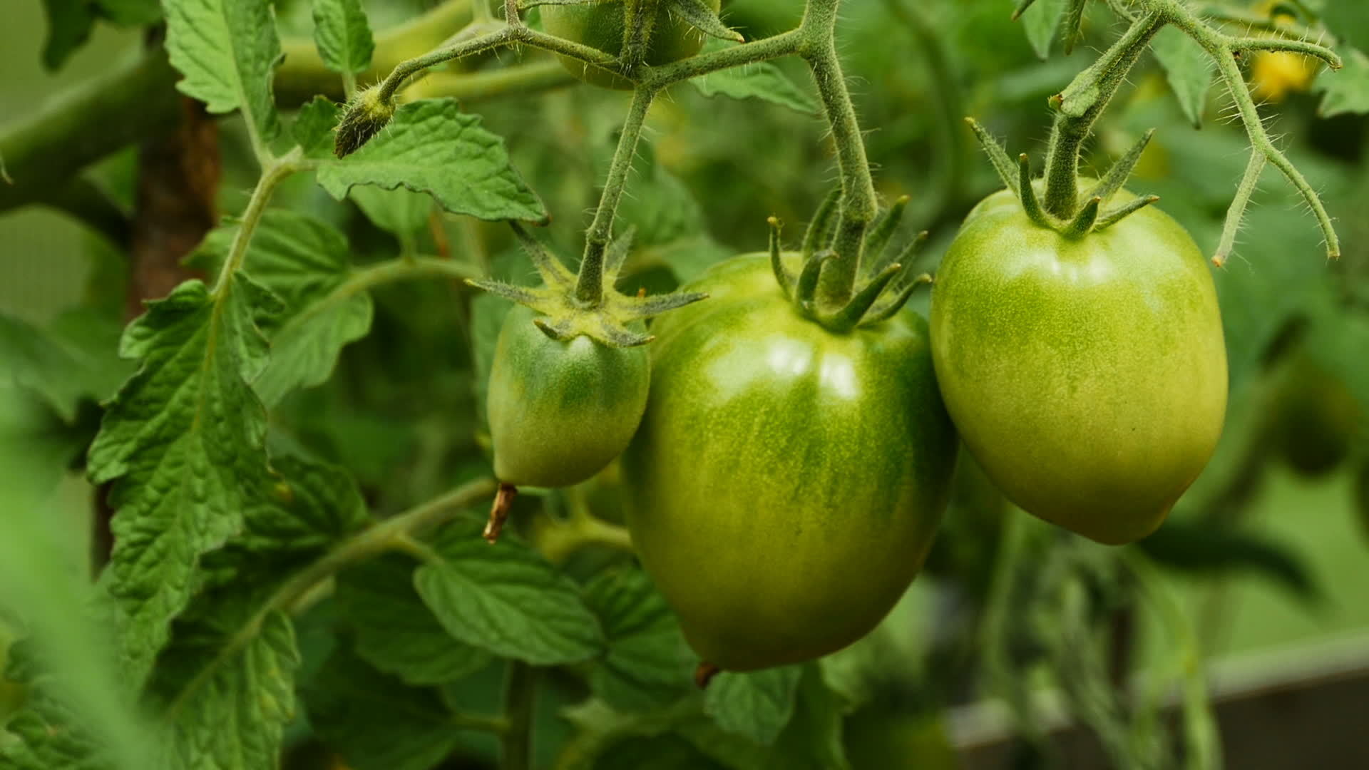 green tomatoes ripen on branches in a greenhouse, horticulture theme
