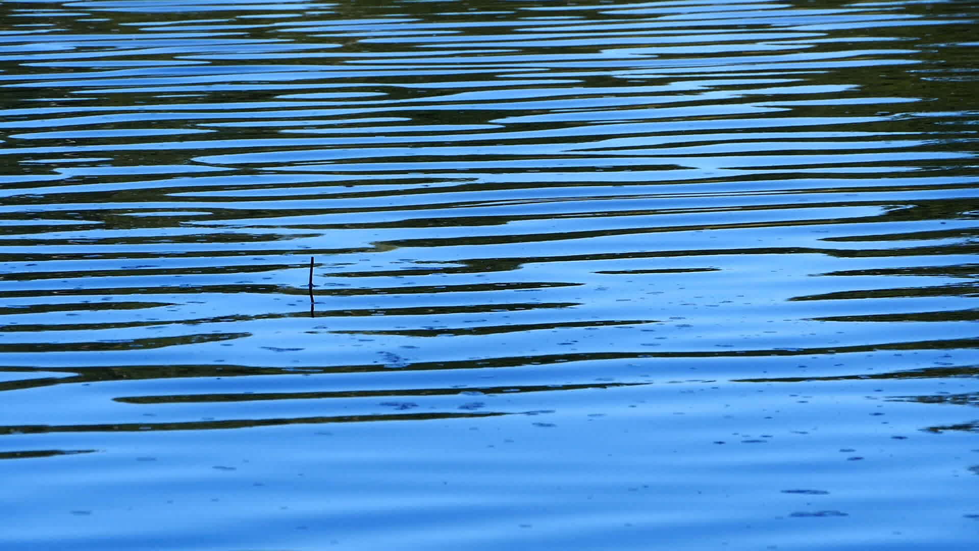 fishing float on the surface of still water, evening fishing on