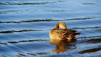 mallard duck cleans feathers and stretches in the sun video